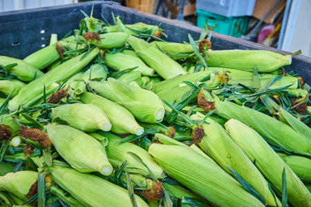Freshly Harvested Sweet Corn in Crate Eye Level Perspectiveの写真素材