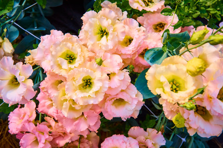Pink Lisianthus Flowers in Full Bloom Garden Eye-Level Perspective