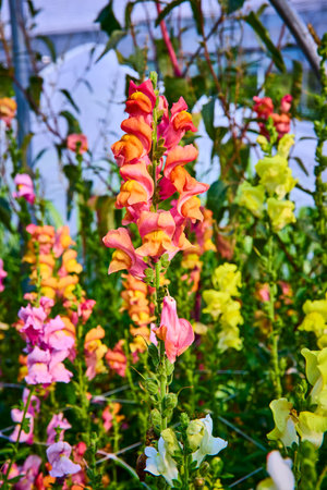 Vibrant Snapdragons in Full Bloom Eye-Level Perspective