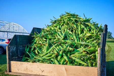 Abundant Corn Harvest on Wooden Cart with Greenhouse in Background Eye-Levelの写真素材