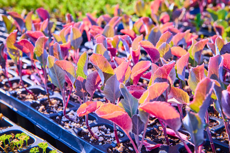 Vibrant Seedlings in Black Trays Close-Upの写真素材