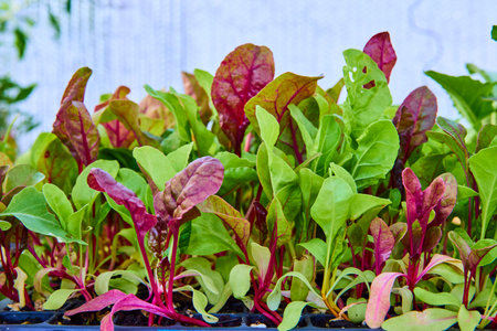 Vibrant Leafy Greens in Garden Eye-Level Close-Up