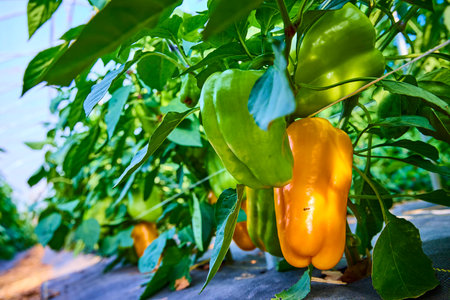 Vibrant Yellow Bell Peppers in Greenhouse Close-Upの写真素材