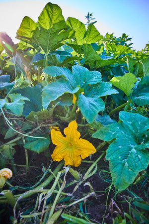 Pumpkin Flower Blooming in Lush Greenery Close-Up Perspectiveの写真素材