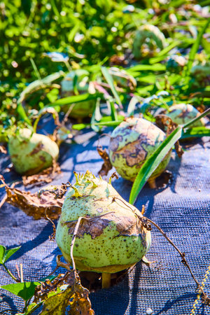 Green Gourds in Garden Bed Low-Angle Close-Upの写真素材