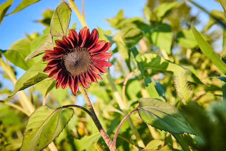 Maroon Sunflower with Lush Foliage Eye-Level Close-Upの写真素材