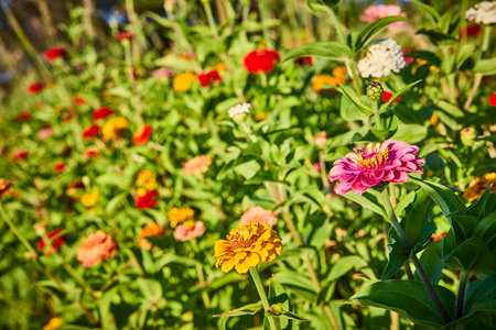 Vibrant Zinnias in Bloom at Eye Level During Golden Hourの写真素材