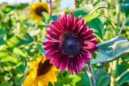 Burgundy Sunflower in Lush Garden at Eye Level