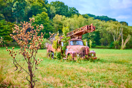 Abandoned Rusted Truck in Overgrown Field Eye Level Perspectiveの写真素材