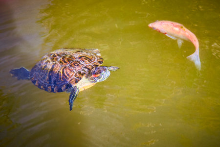 Turtle and Koi in Harmony Pond Level Viewの写真素材