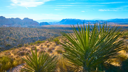 Aerial Desert Landscape with Yuccas and Mountains at Golden Hourの写真素材
