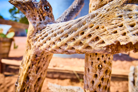 Cholla Cactus Skeleton Texture in Desert Close-Upの写真素材