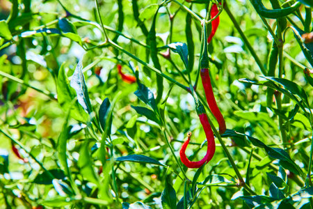 Vibrant Red Chili Peppers in Lush Greenery Eye-Level Viewの写真素材