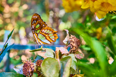 Butterfly on Leaf with Intricate Patterns and Garden Bokeh Eye-Level Viewの写真素材