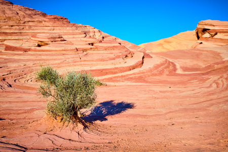 Resilient Shrub on Red Sandstone in Valley of Fire Eye-Level Viewの写真素材