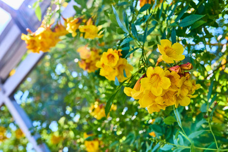 Vibrant Yellow Trumpet Flowers in Sunlit Botanical Setting Eye-Level Viewの写真素材