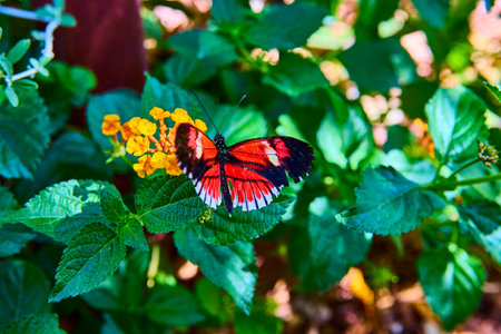 Butterfly on Yellow Blooms in Botanical Garden Close-Upの写真素材