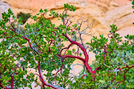 Vibrant Manzanita Bush with Red Rock Backdrop Eye Level Perspective
