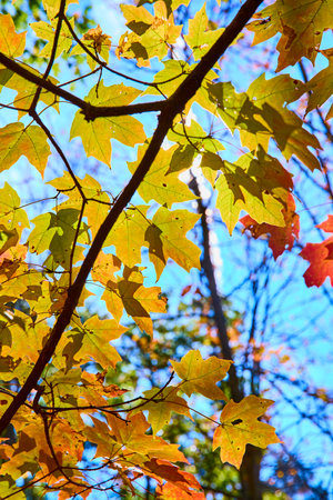 Vibrant Maple Leaves Against Blue Sky Midday Perspective
