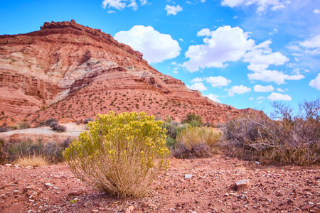 Rugged Red Rock Formation with Desert Foliage Eye-Level Perspectiveの写真素材