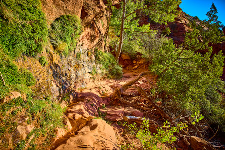Sunlit Sandstone Trail with Vibrant Tree Zion National Park Eye-Level Viewの写真素材