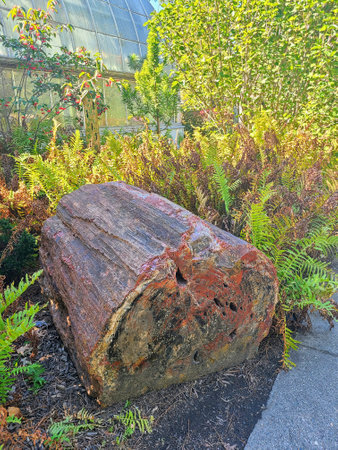 Petrified Wood in Lush Garden with Golden Hour Light at Eye Levelの写真素材