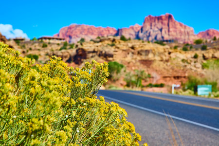 Desert Wildflowers and Red Rocks with Winding Road Perspectiveの写真素材