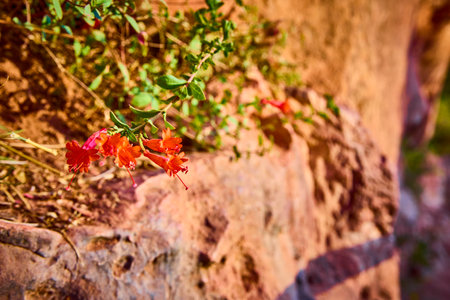 Vibrant Wildflowers in Rocky Zion Landscape at Golden Hourの写真素材