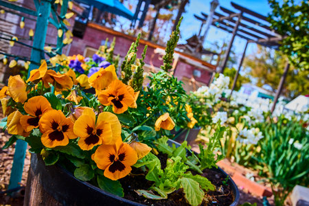 Vibrant Pansies in Bloom with Pergola Backdrop in Daylight Perspectiveの写真素材
