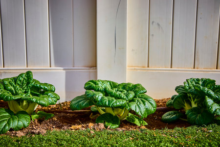 Leafy Greens in Backyard Garden against White Fence Eye-Level Viewの写真素材