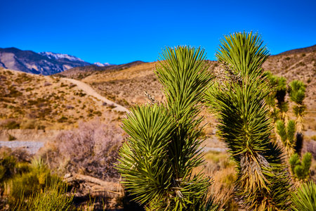 Joshua Trees in Desert Landscape Nevada Eye-Level View