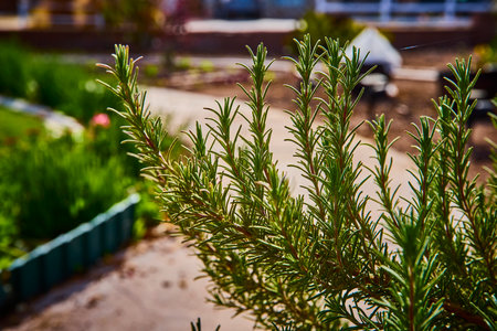 Fresh Rosemary Herb in Garden Setting with Soft Focus Pathwayの写真素材