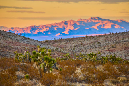 Joshua Trees at Sunset with Mountain Backdrop Low Perspectiveの写真素材