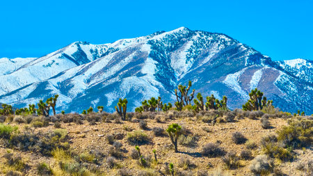 Aerial of Snowcapped Mt Charleston with Joshua Trees in Nevada Desertの写真素材