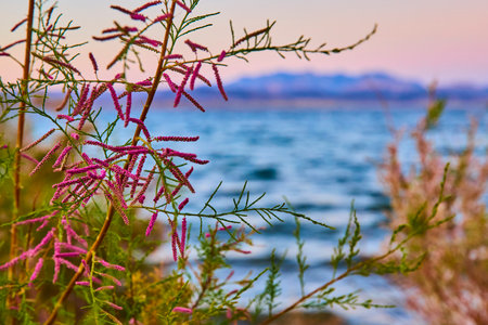 Golden Hour Wildflowers Lake Mead Tranquil Perspectiveの写真素材