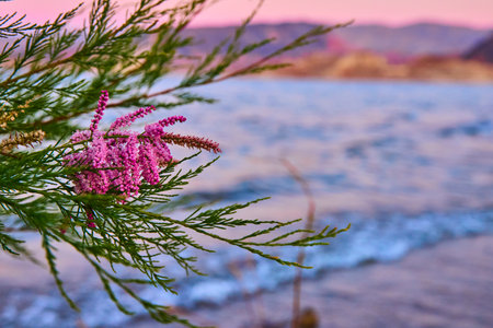 Pink Blossoms Over Tranquil Lake at Sunset Eye Level Perspectiveの写真素材