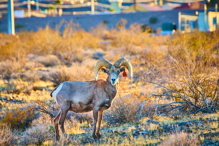 Bighorn Sheep in Desert Landscape at Golden Hour Eye-Level Viewの写真素材