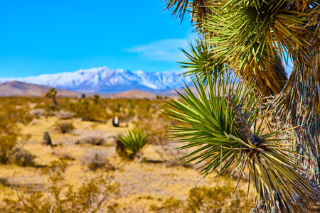 Joshua Tree and Snow-Capped Mountains Under Clear Sky Eye-Level Viewの写真素材