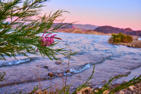 Tranquil Lake Mead Sunset with Pink Blossoms Close-Upの写真素材