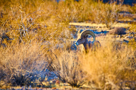 Bighorn Sheep in Golden Desert Light, Low Angle Perspectiveの写真素材
