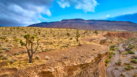 Aerial of Joshua Trees and Rugged Desert Terrain in Red Rock Canyonの写真素材