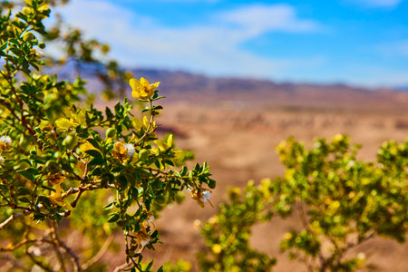 Creosote Bush Blossoms in Desert Landscape Eye Level Perspectiveの写真素材