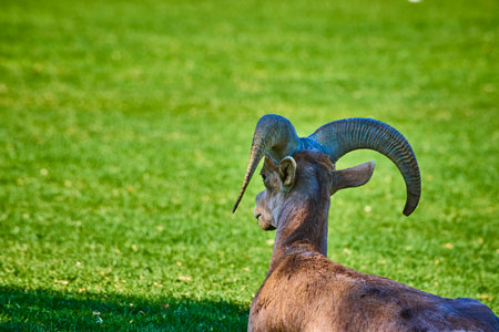 Bighorn Sheep Resting in Lush Greenery Eye-Level View