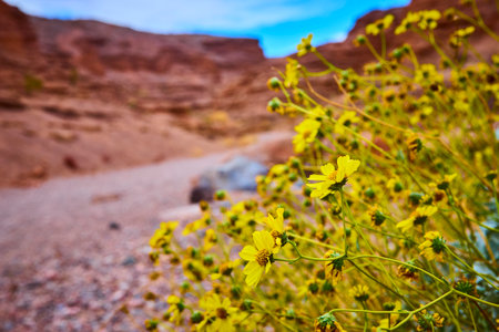 Yellow Desert Marigolds in Nevada with Rocky Background at Eye Levelの写真素材