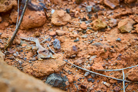Desert Lizard Camouflage on Rocky Terrain Eye-Level Viewの写真素材