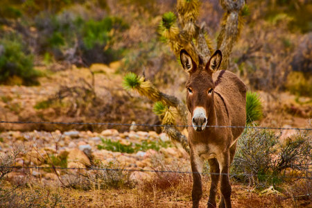 Curious Donkey Behind Fence in Desert Landscape Eye-Level Perspectiveの写真素材