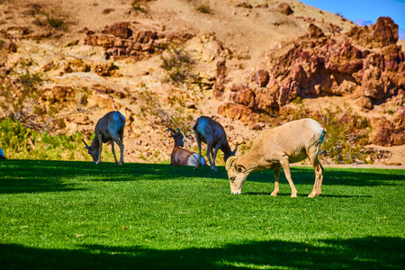 Bighorn Sheep Grazing in Nevada Desert Landscape at Eye Level