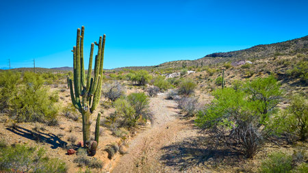 Aerial Fly Over Saguaro Cactus Sonoran Desert Arroyo and Hillsの写真素材
