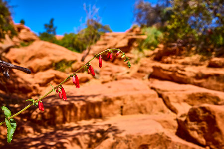 Desert Wildflower and Red Rock in Bloom Close Up at Eye Levelの写真素材