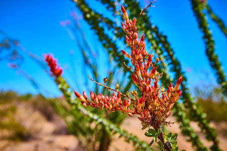 Ocotillo Blooming Desert Flower Close Up with Blue Sky Eye Level Perspectiveの写真素材
